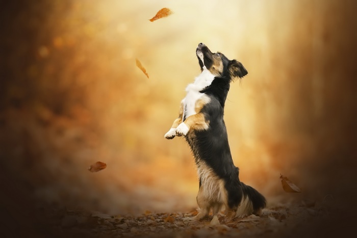 Dog jumping to catch falling leaves in autumn