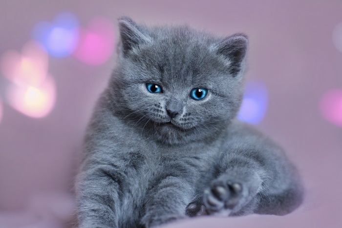 Cute grey kitten with bright blue eyes
