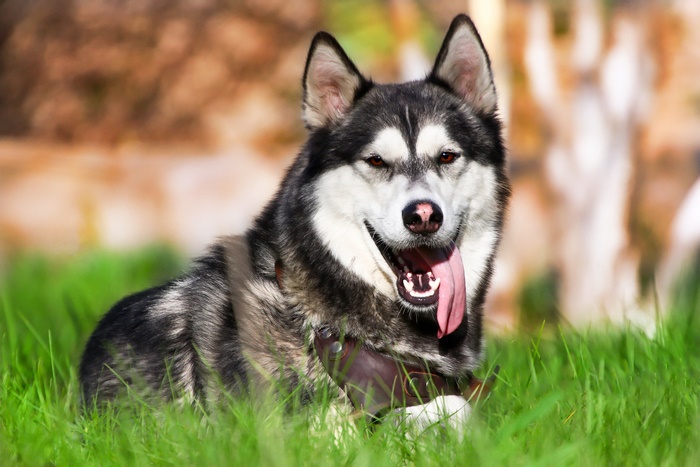 Husky dog lying in green grass