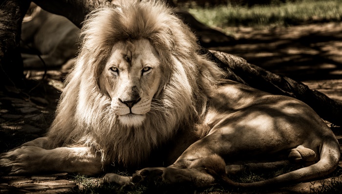 Lion 4K Big Cat Predator Wildlife