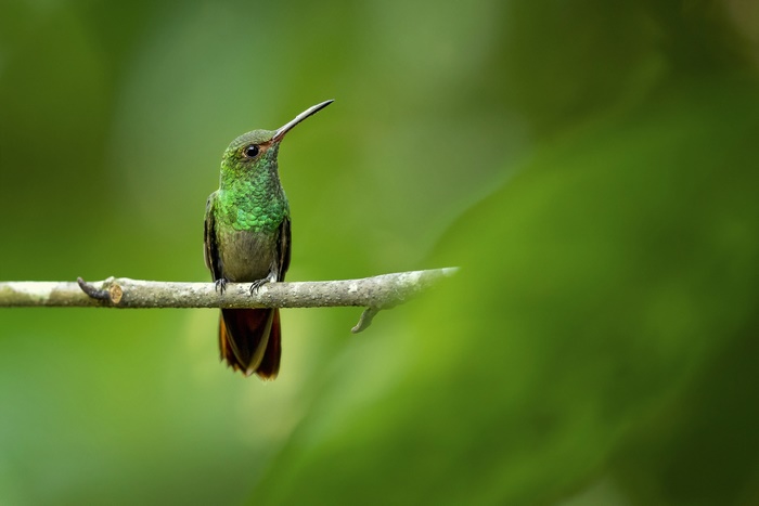 Hummingbird perched on a branch