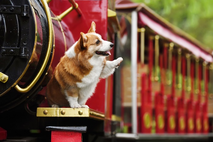 Corgi waving from a train