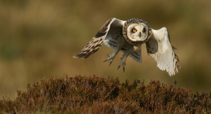 Short-eared Owl in flight over heather