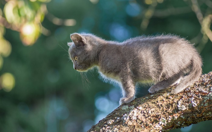 A gray kitten perched on a tree branch