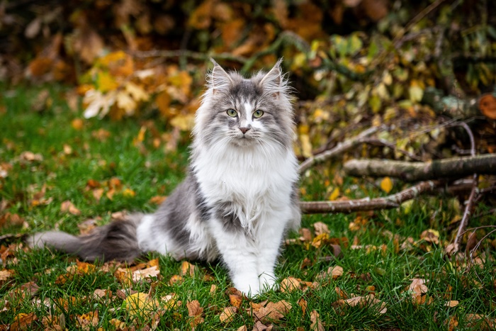 Norwegian Forest Cat sitting on grass with autumn leaves