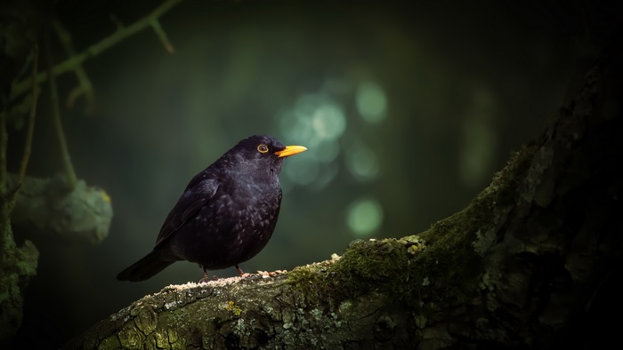 Blackbird perched on a mossy tree branch