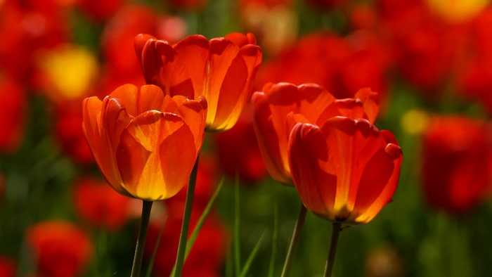 Close-up of bright orange tulips in a field