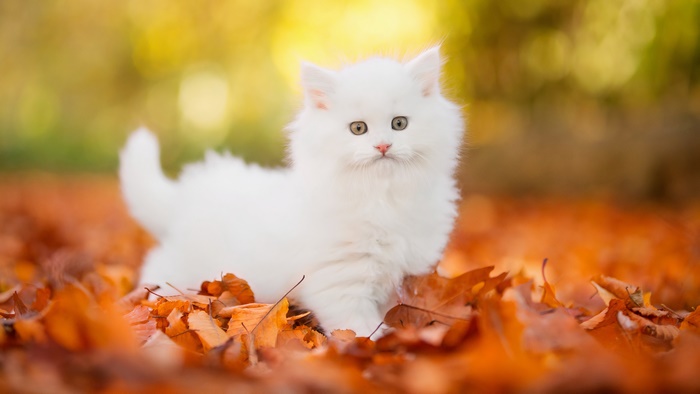 White Kitten in Autumn Leaves 4K
