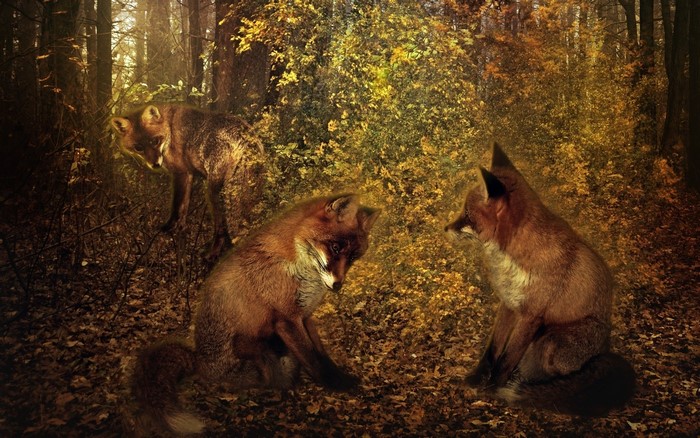 Three foxes in an autumn forest