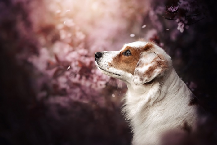 Dog looking up amidst pink flowers