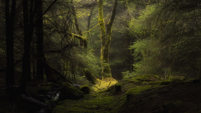 Forest 4K with mossy trees