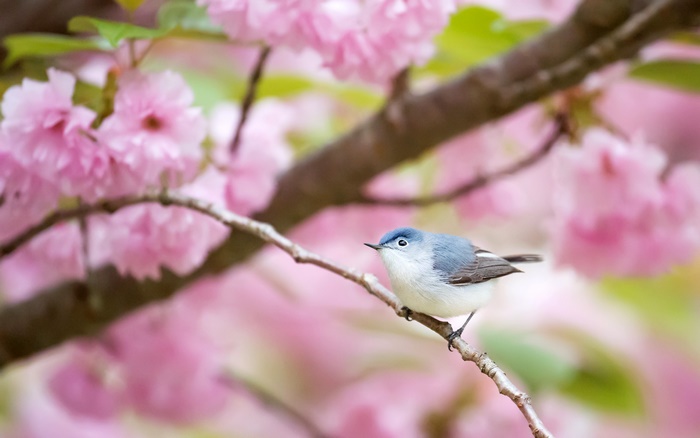 Blue bird on a branch with pink blossoms