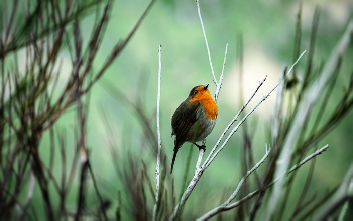 European Robin perched on a branch