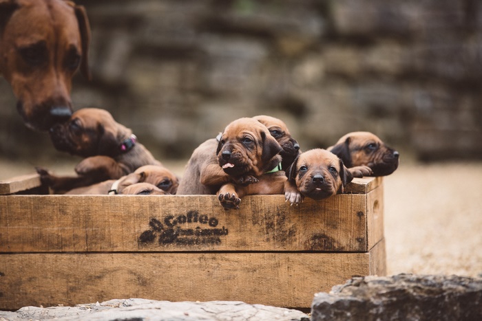 Mother dog with puppies in a wooden box