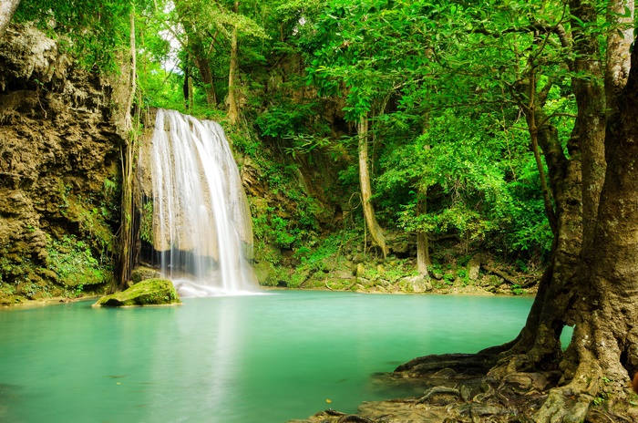 Waterfall in a lush green forest