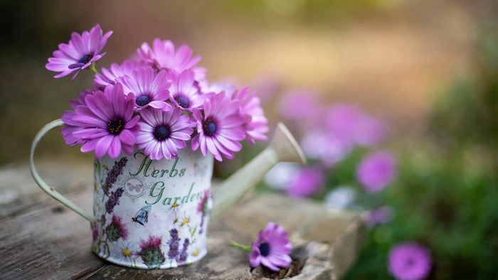 Purple daisies in a decorative watering can