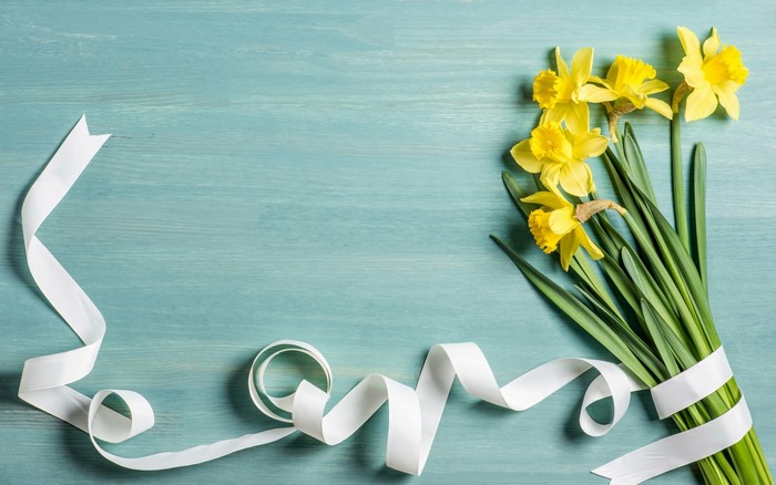 Yellow Daffodils with White Ribbon on Teal Wood