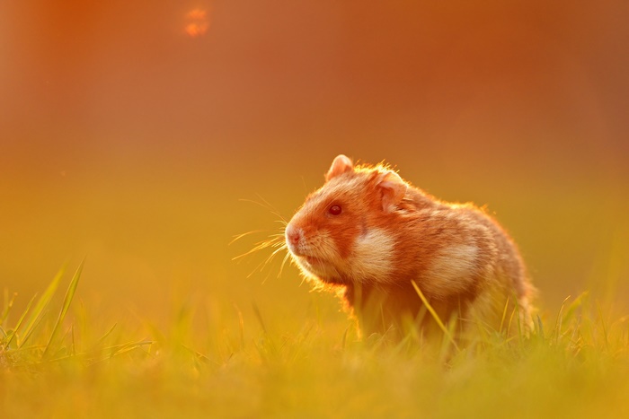 A hamster in the grass during sunset