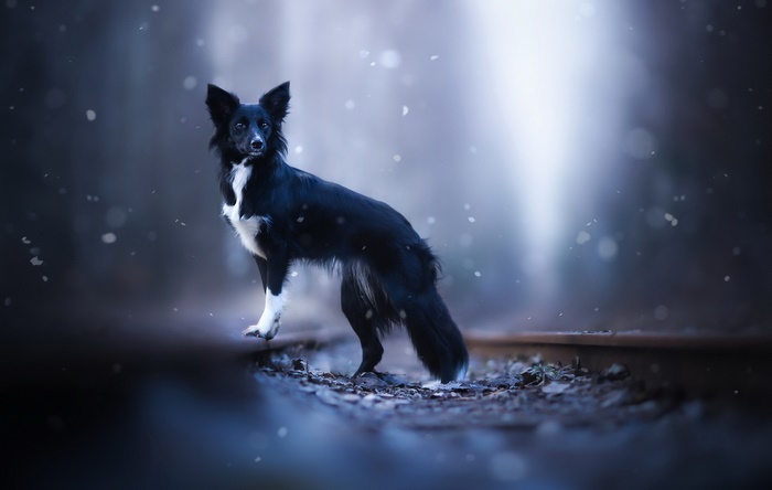 Black and white dog on train tracks