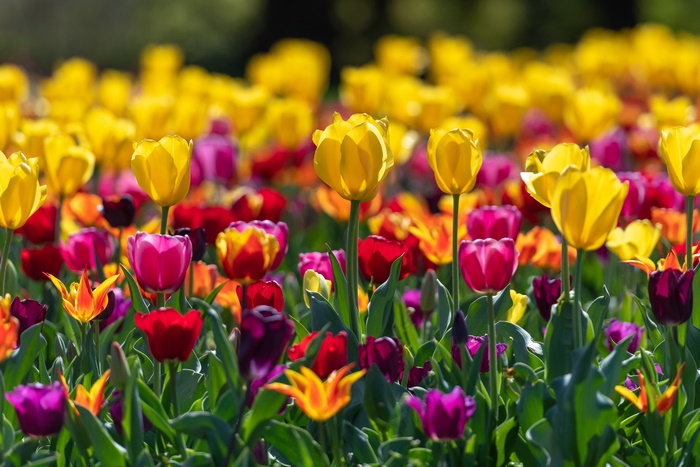 Field of colorful tulips in bloom