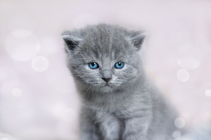 Close-up of a fluffy grey kitten with blue eyes