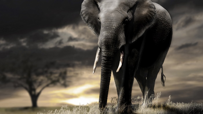 Elephant in a dramatic landscape 4K