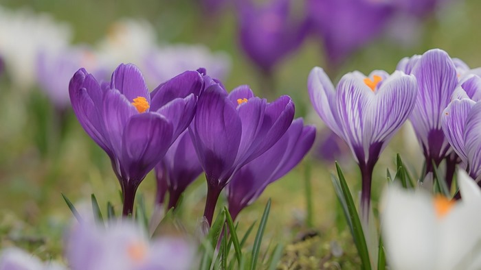 Purple Crocus Flowers in Bloom