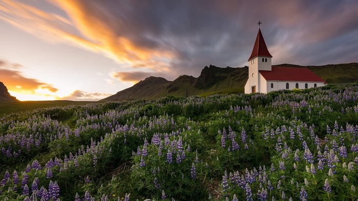 White church with red roof in a field of lupine flowers