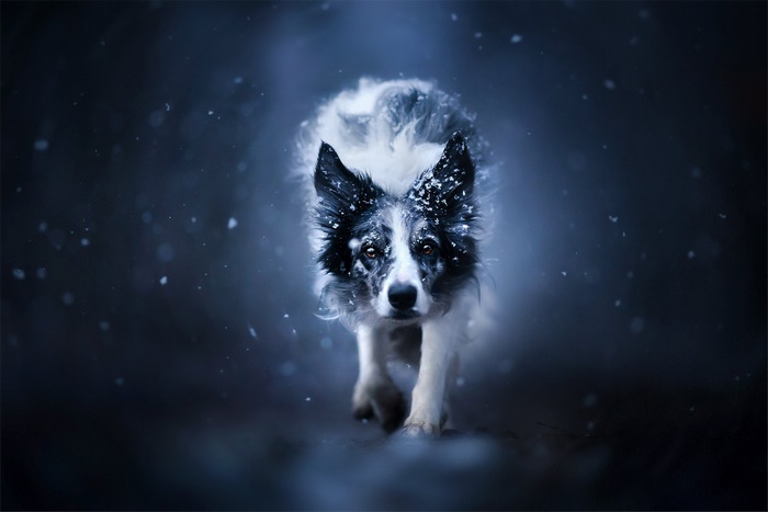 Border Collie dog walking in the snow