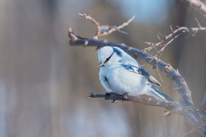 Blue bird perched on a branch in winter