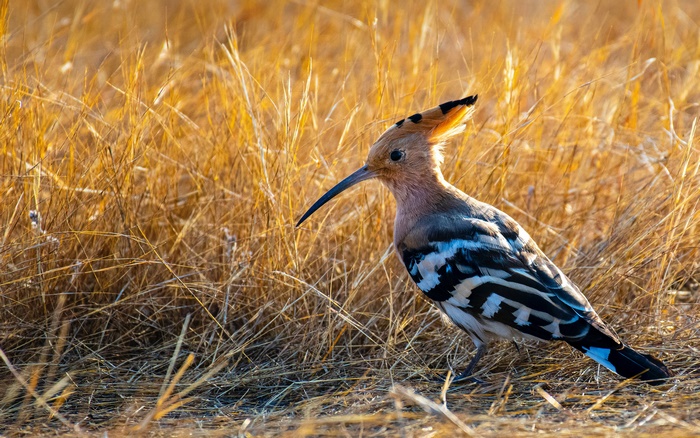 Hoopoe bird in dry grass