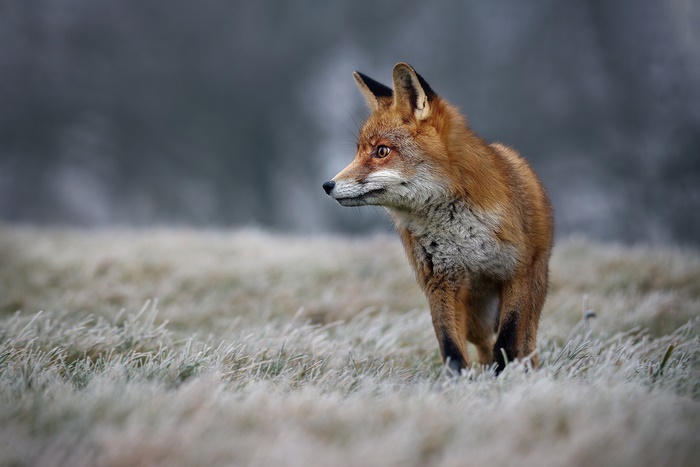 Red Fox Standing in Frosty Grass