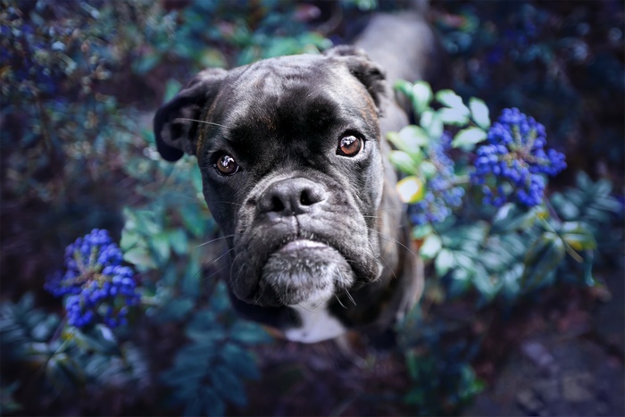 Boxer dog looking up surrounded by blue flowers