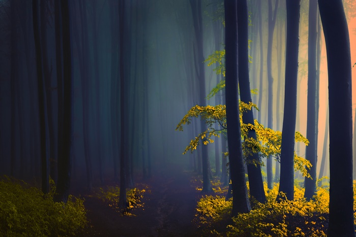 Dark foggy forest with yellow foliage