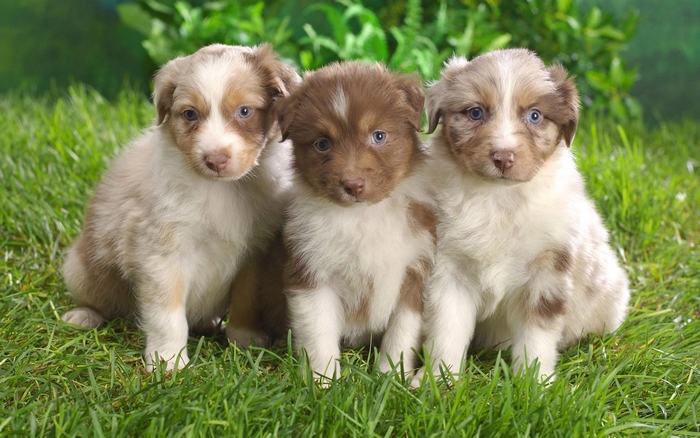 Three Australian Shepherd puppies sitting on grass