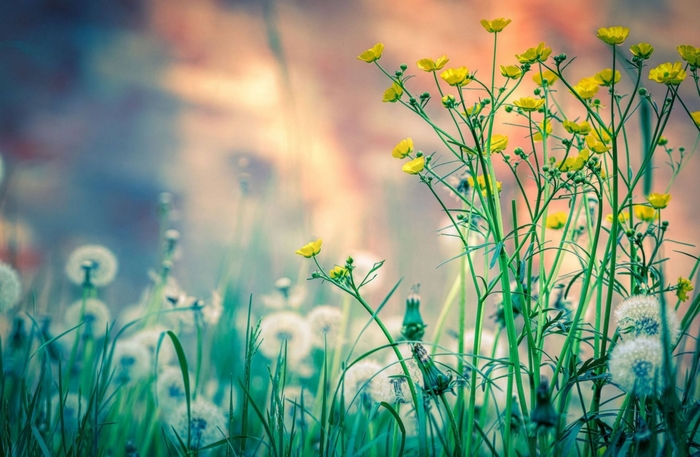 Dandelions with Yellow Wildflowers in Soft Light