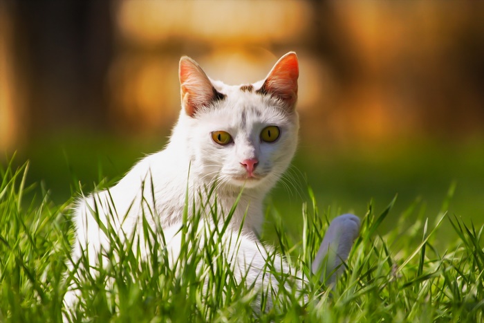 White cat with yellow eyes in green grass