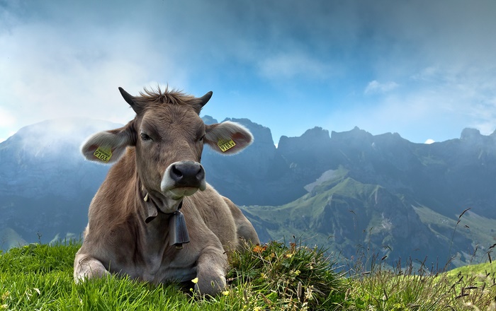Cow resting in a mountain landscape