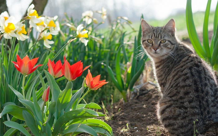 Tabby cat sitting among tulips and daffodils