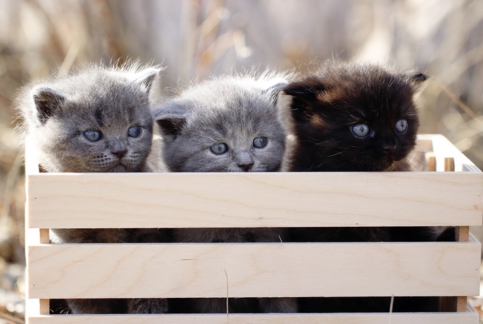 Three Kittens in a Wooden Box