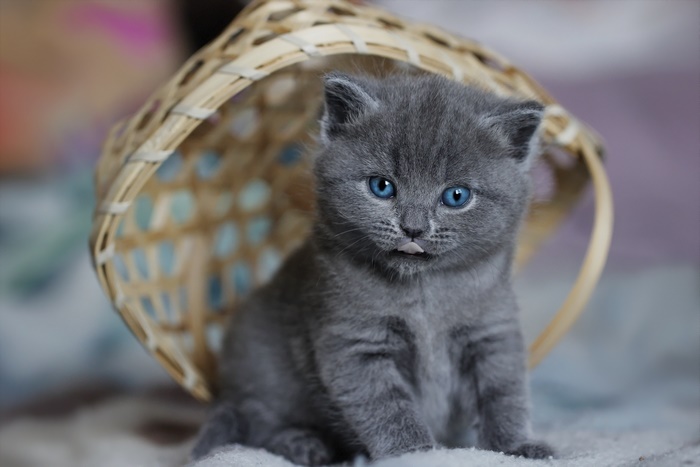 Cute grey kitten with blue eyes in a basket