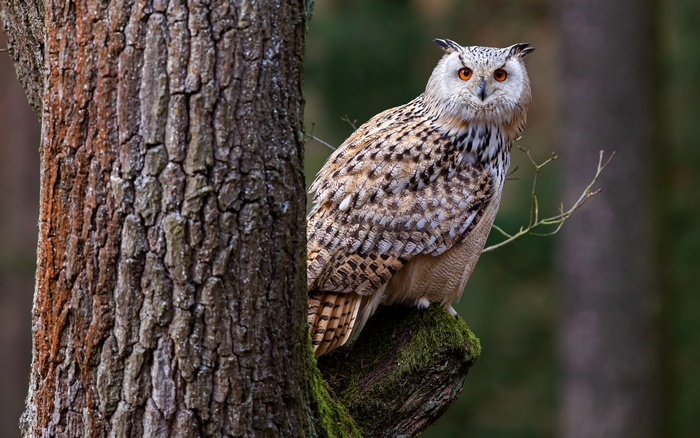 Owl in Natural Forest Setting 4K