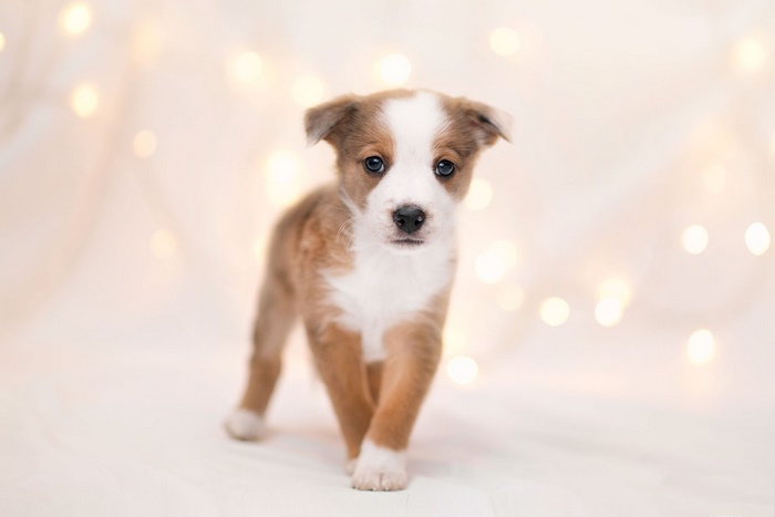 Puppy with bokeh lights