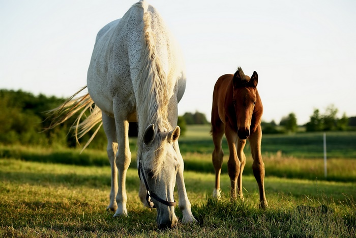 Mother Horse and Foal Grazing in a Field