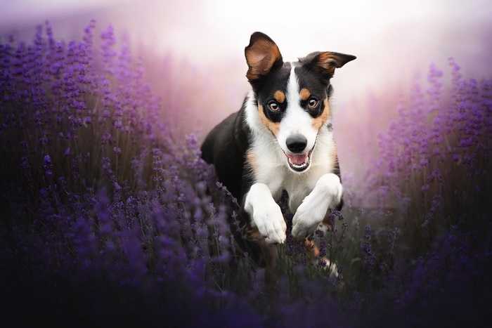 Dog running through a field of lavender