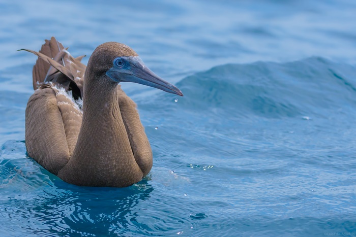 Brown Booby bird swimming in the sea