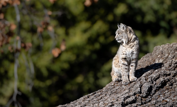 Bobcat sitting on a tree branch