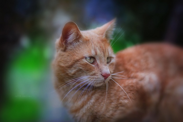 Orange cat with green eyes in nature