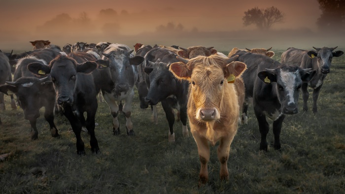 Herd of Cows in Foggy Field 4K