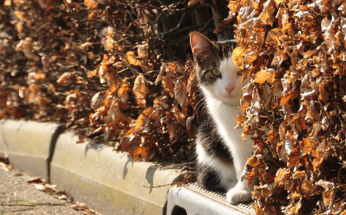 Cat peeking from behind dry leaves